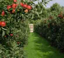 Як посадити сад