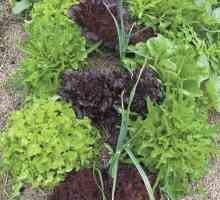 Поєднані грядки або хто з ким дружить у городі