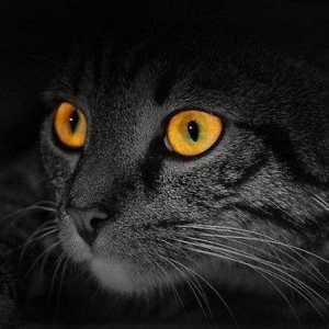Чим котяче зір відрізняється від людського
