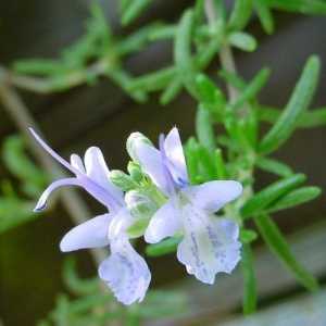 Чим корисно ефірне масло пачулі