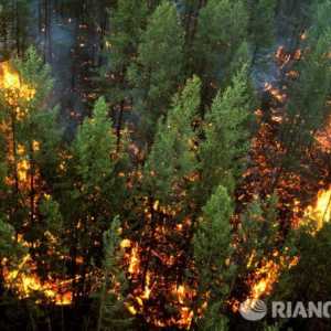 Встановлено зв`язок між пожежами в сибіру і глобальним потеплінням